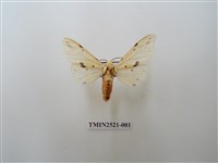 藏品(菊池污燈蛾)的圖片